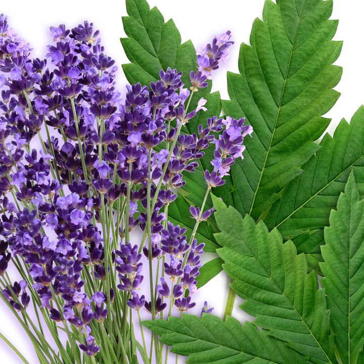 Hemp Lavender Overnight Mask